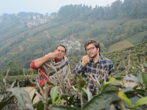 Tea Picking in Darjiling 
